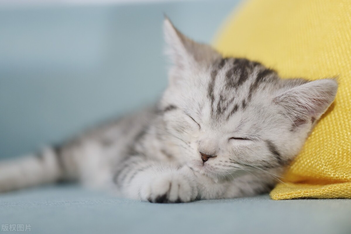 发烧后身上“长出”4只猫，网友笑：主人身上暖气开得足