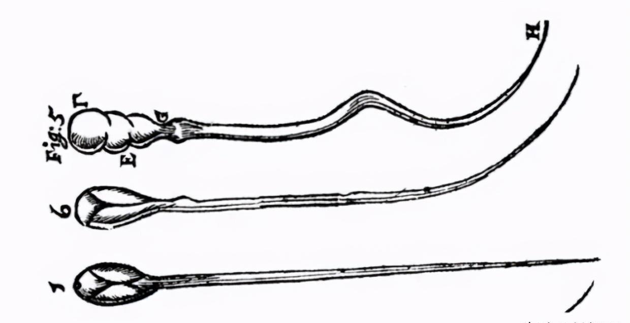 精子的生命力有多强大,精子的8大秘密