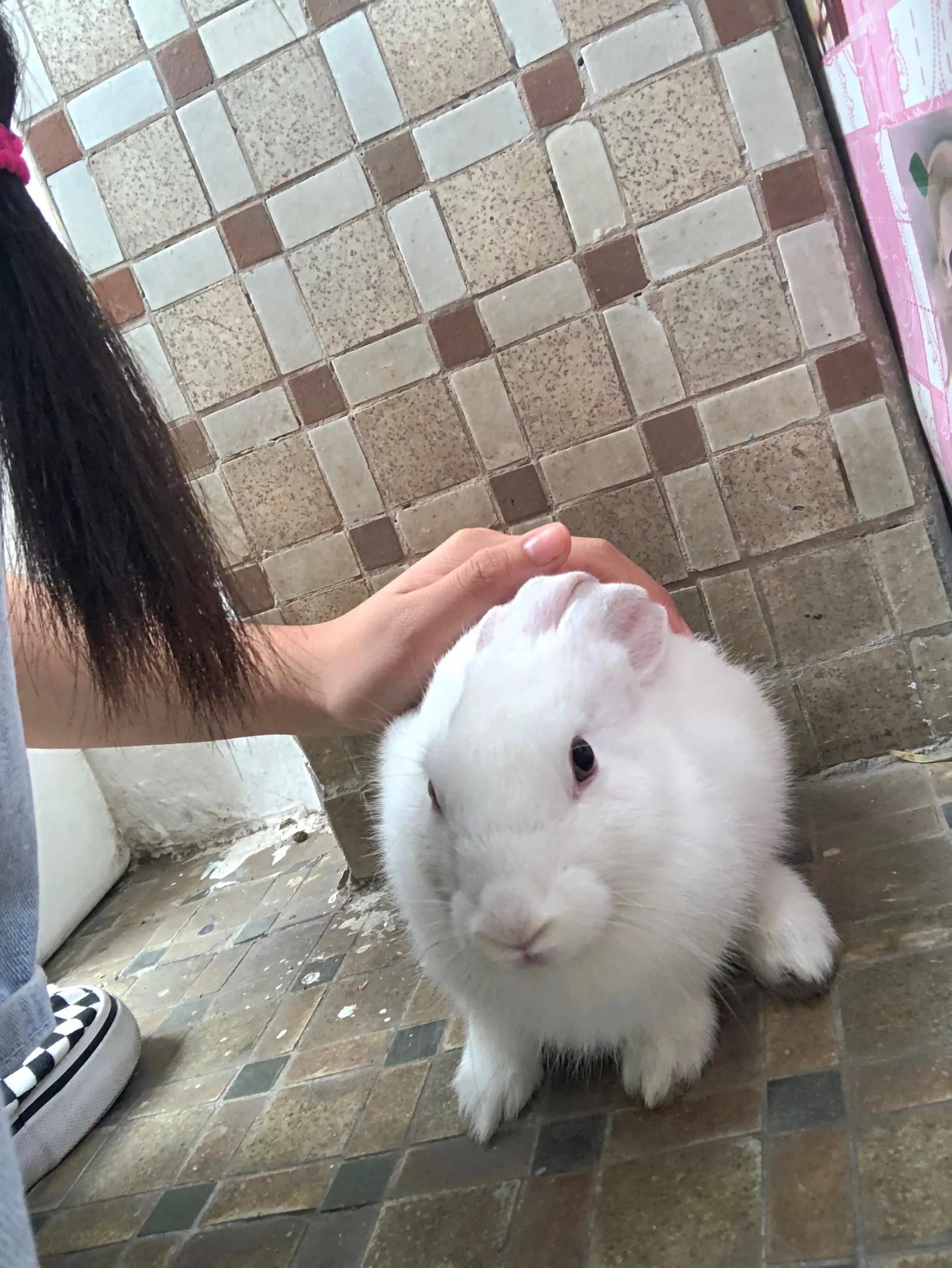 在网上买宠物兔全过程,网上购买宠物兔兔的饲养方式