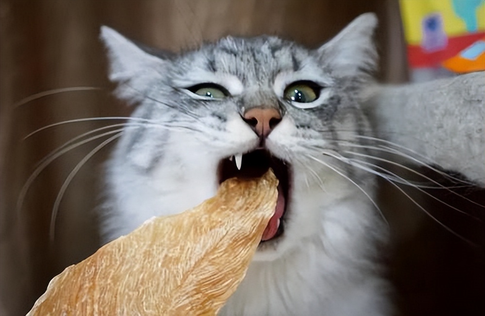 猫咪社会化训练教学完整版,猫咪社会化训练需要打完疫苗吗