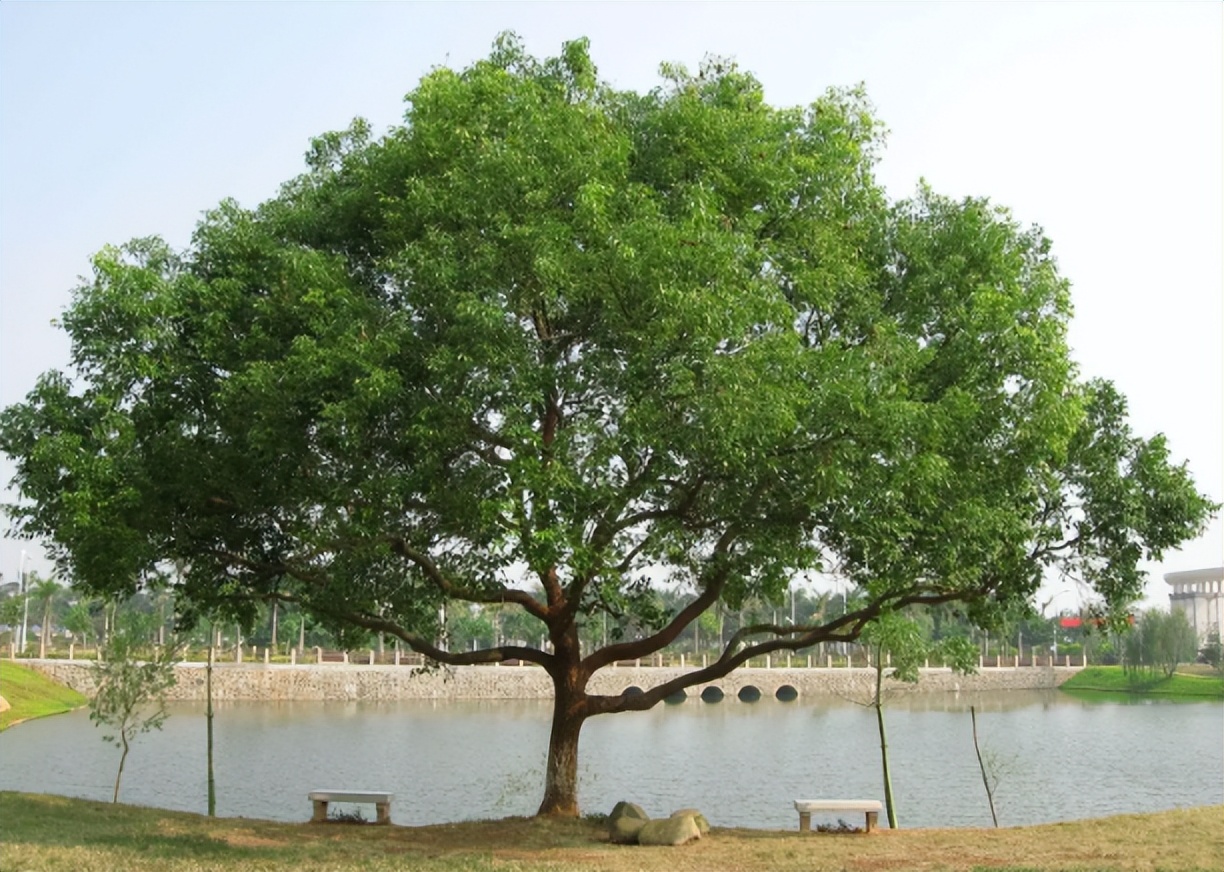 香樟树到底能不能砍伐,平凡却不简单的香樟树