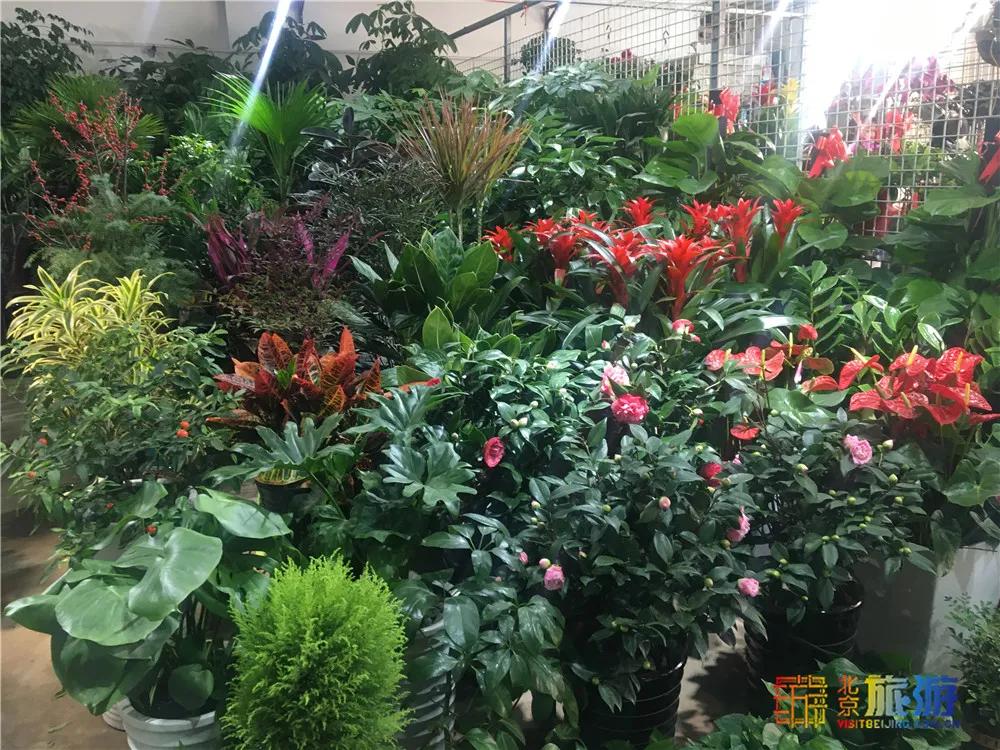 京南永清花卉批发市场,京南花卉批发市场