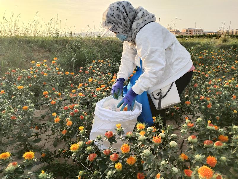 今年红花什么时候采摘,红花夏季最佳采摘时间