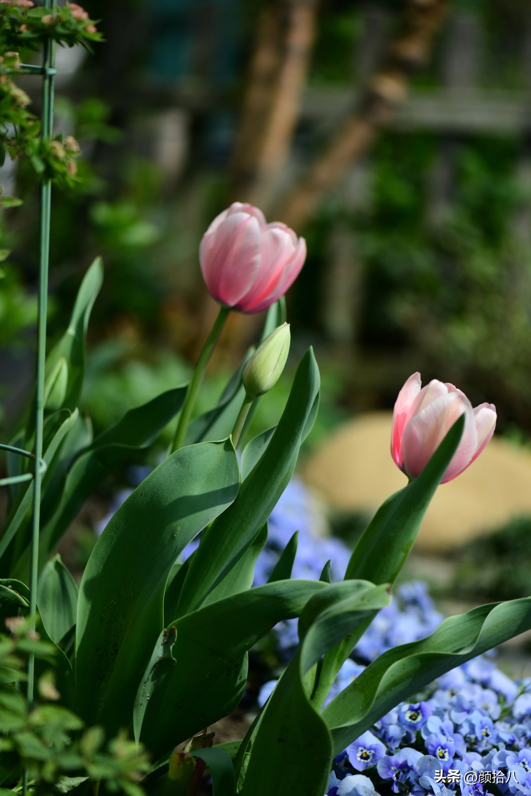 盘点今年河马花园里最美的几款郁金香|园丁
