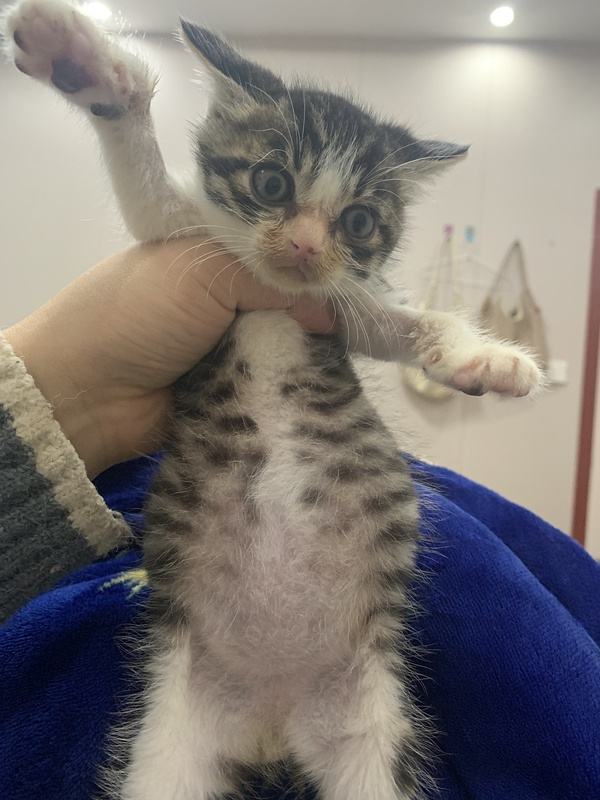 猫咪身体里有虫猫咪难受吗,肚子里有虫猫会胖吗