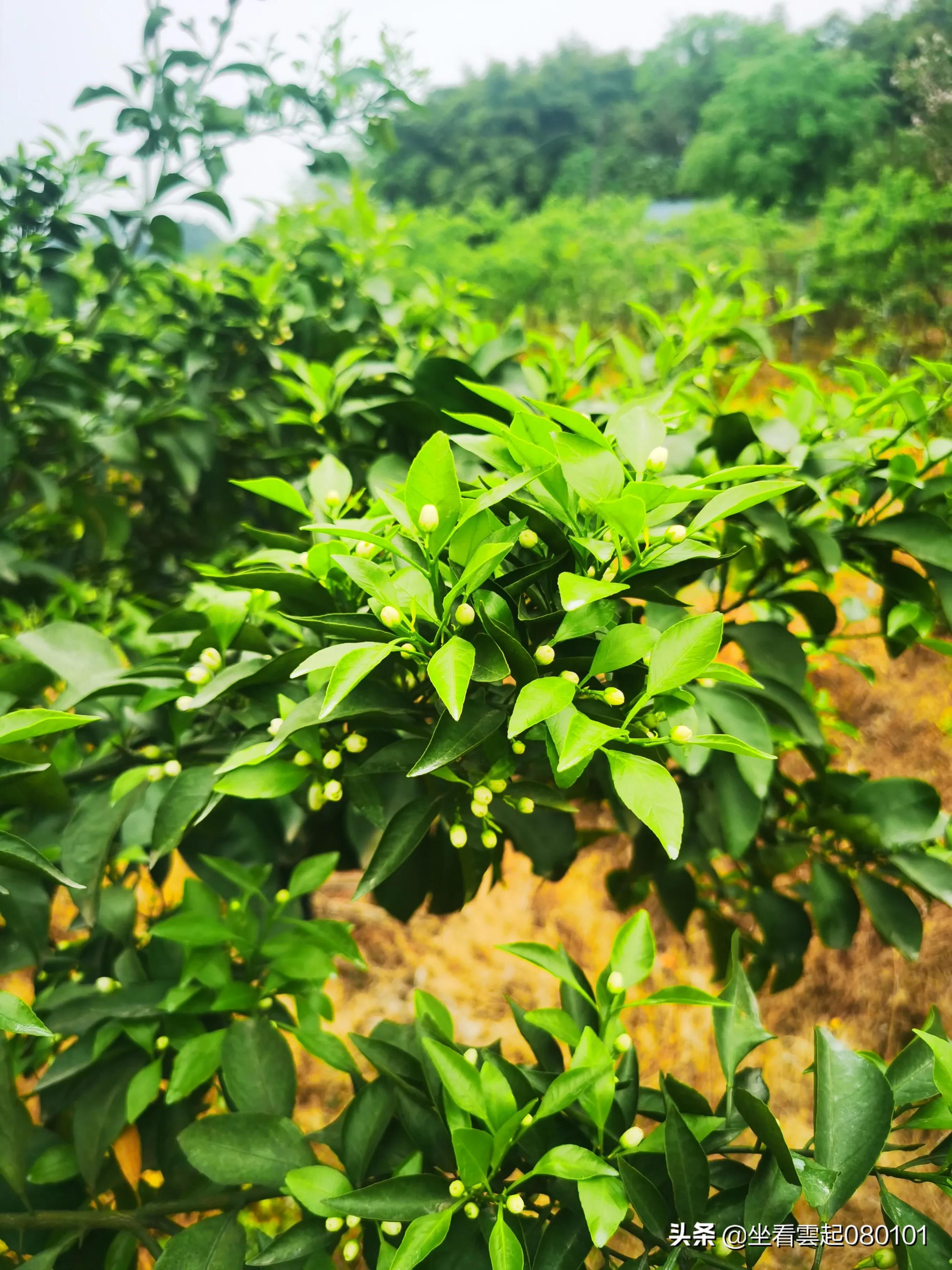 柑橘的一首诗,柑橘诗词