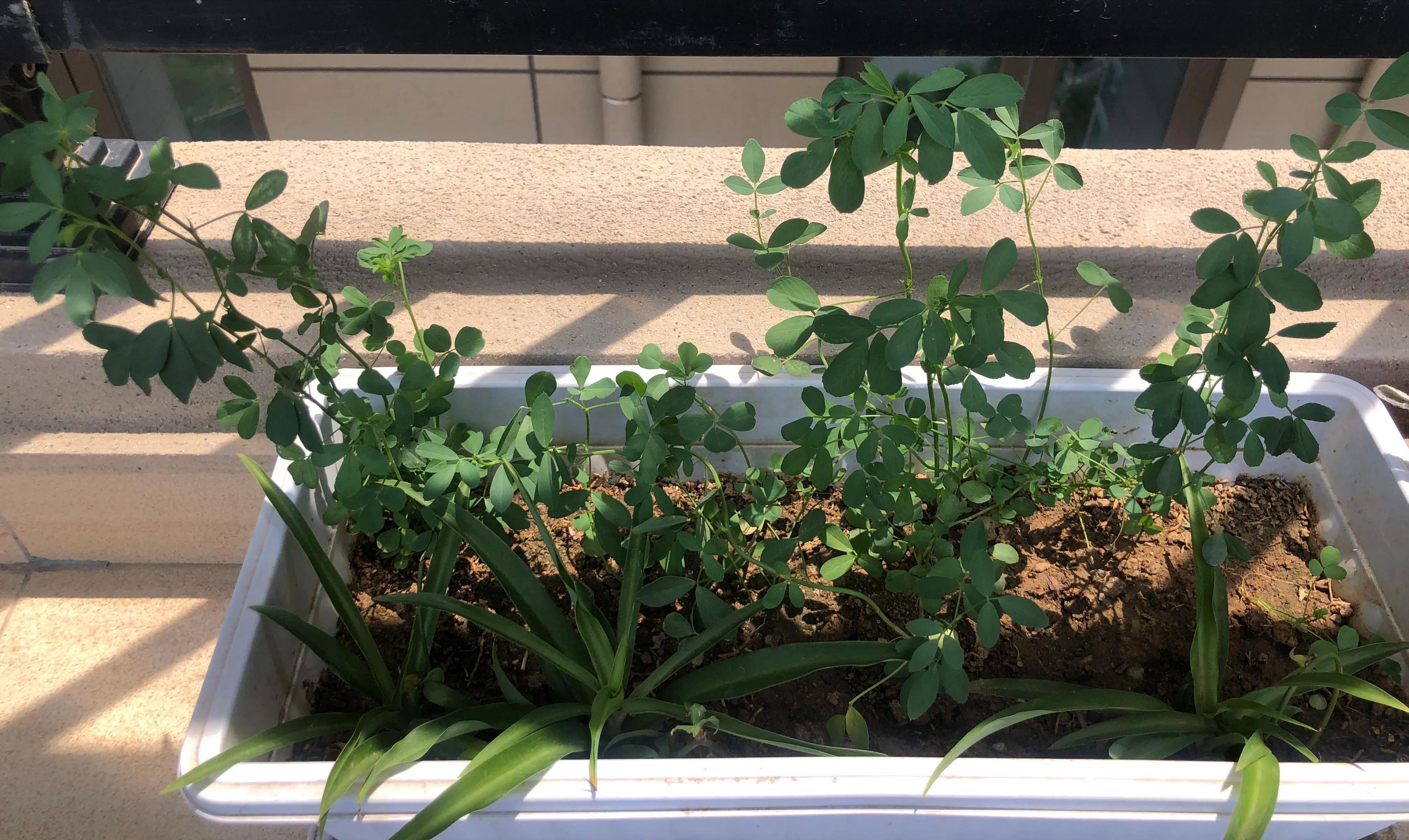 刚买的小兔子要死亡怎么办,自己家养的小兔子死了怎么办