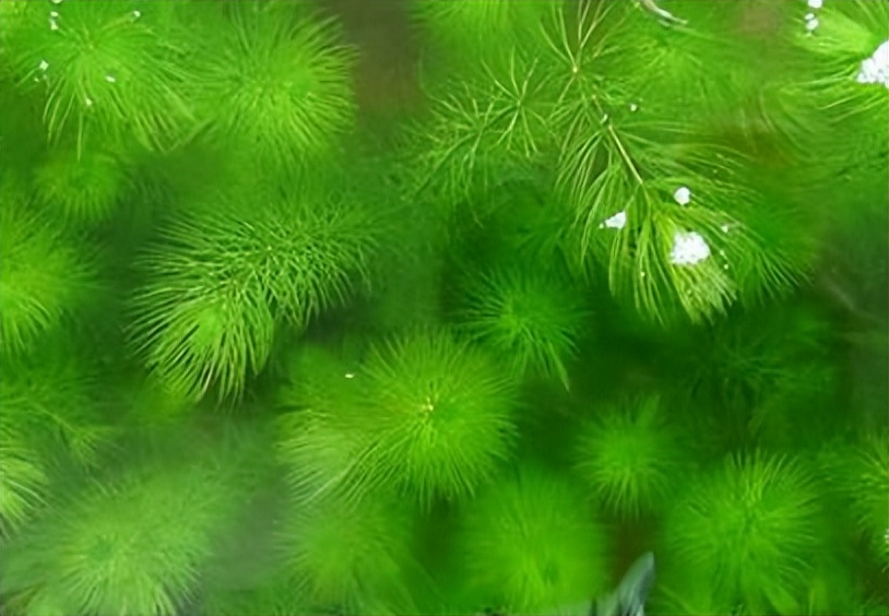 吡螨胺对以掌肢新米虾、泉膀胱螺和金鱼藻为主的生态系统的影响