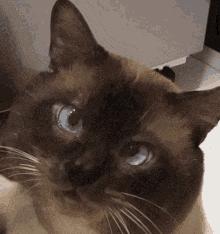 猫咪舔嘴就是嘴馋？答案可没那么简单