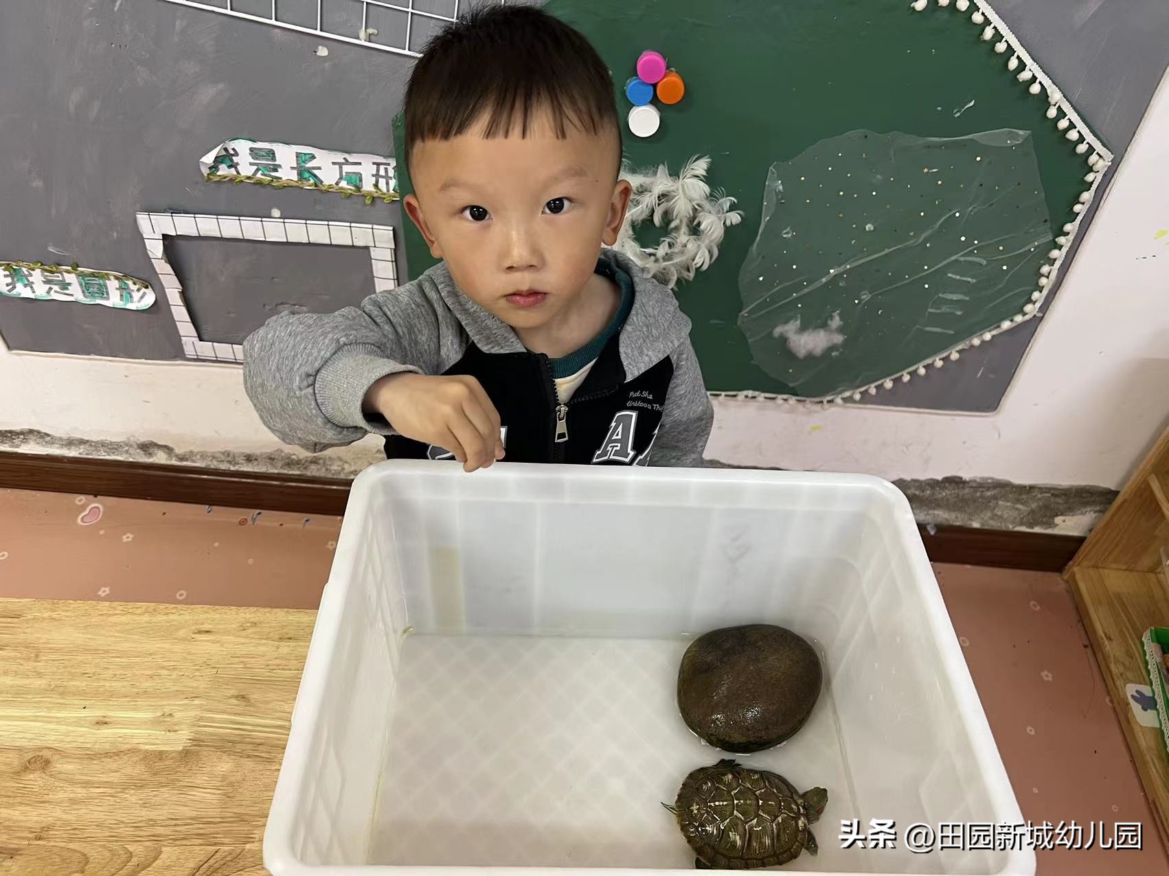 课程故事乌龟大班,嗨小鸭课程故事