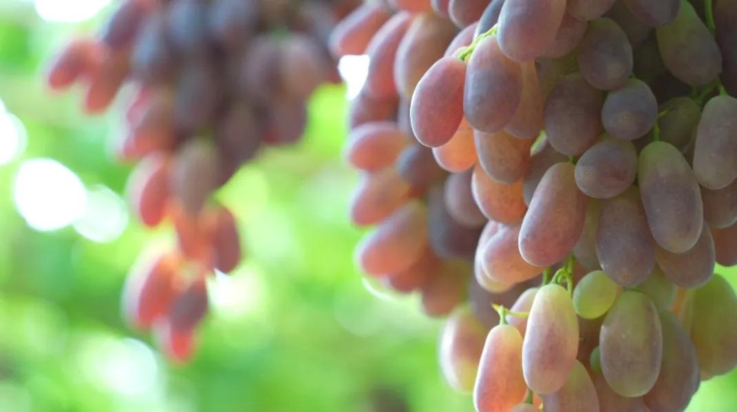 炎热的夏天吃什么水果解暑,夏天即将过季的水果