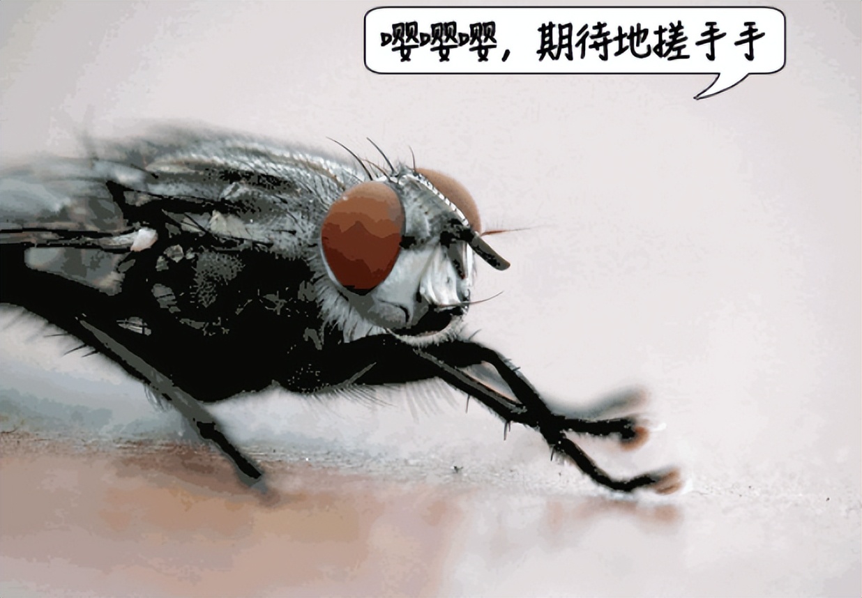 为什么我们拍死苍蝇的难度巨大,苍蝇为什么能拍死苍蝇