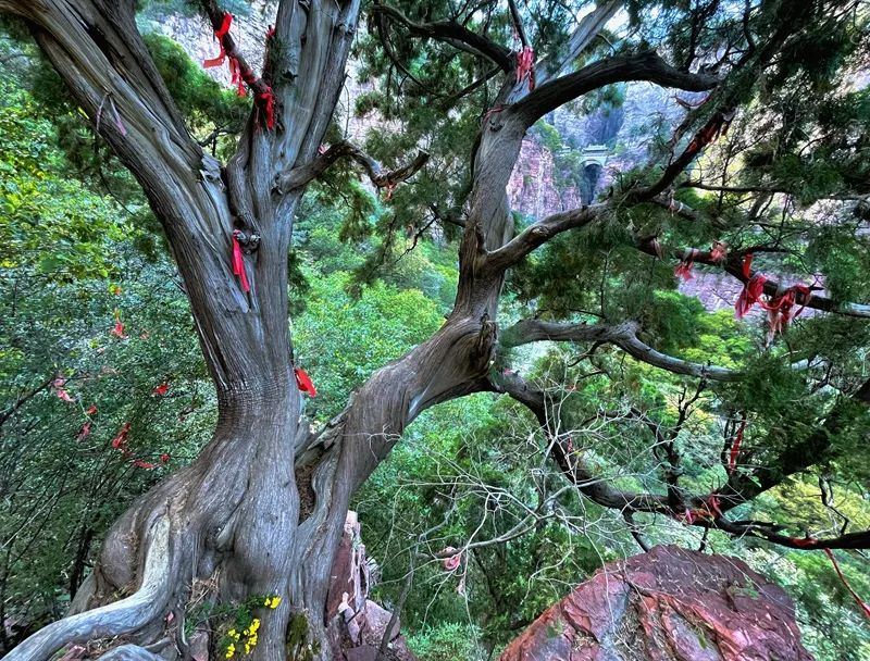 享受阳光享受大自然天然氧吧,值得一去的天然森林氧吧