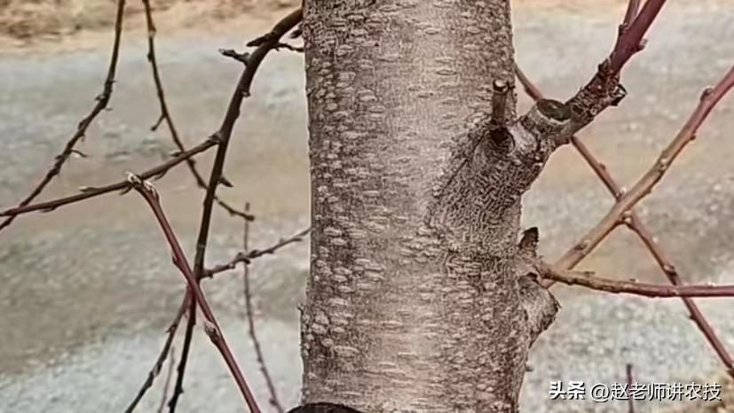 桃树修剪留桩危害有多大,老桩桃树修剪最新方法