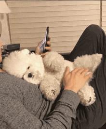 怎么判断比熊喜不喜欢你,比熊对你嗷嗷叫