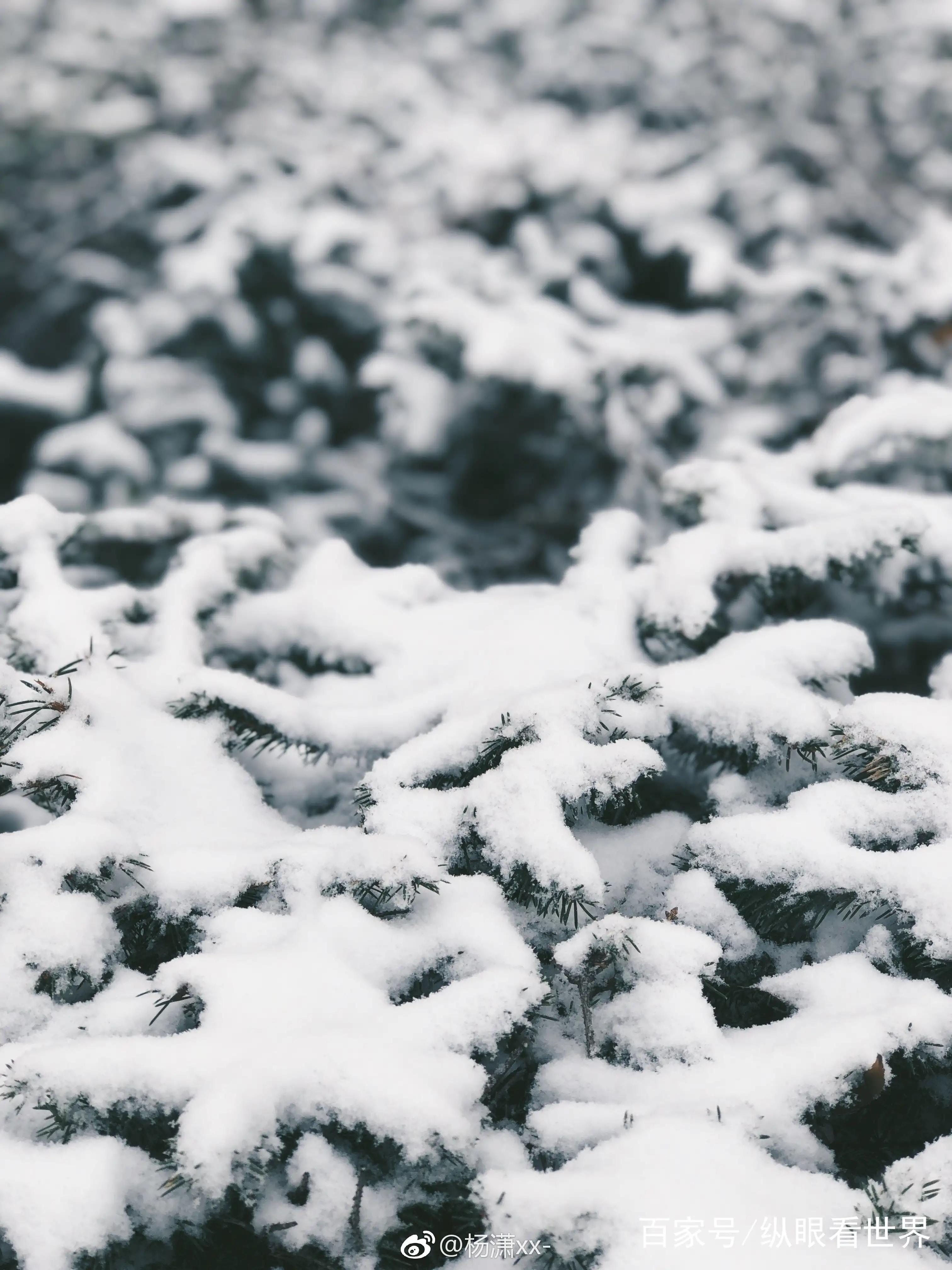 春雪散文随笔,初冬的雪散文