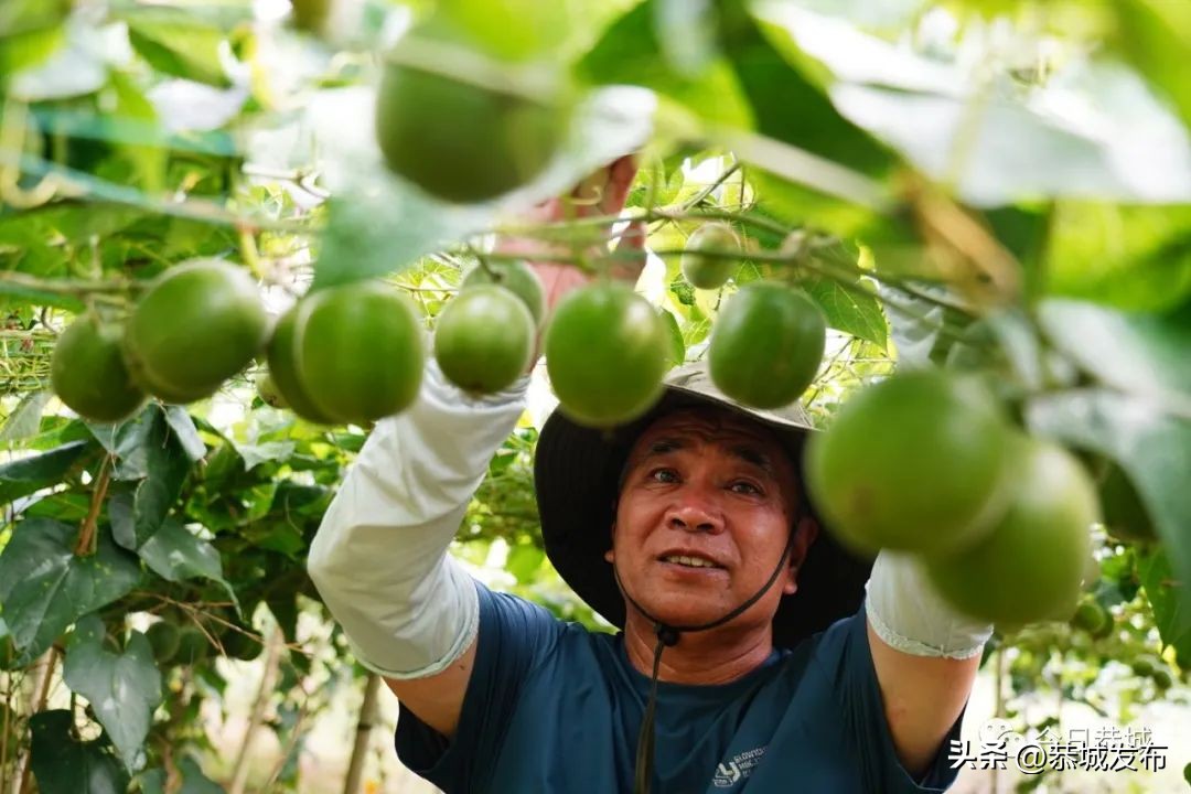 【大美桂林】桂林恭城三江乡：罗汉果花齐盛放农户人工授粉忙