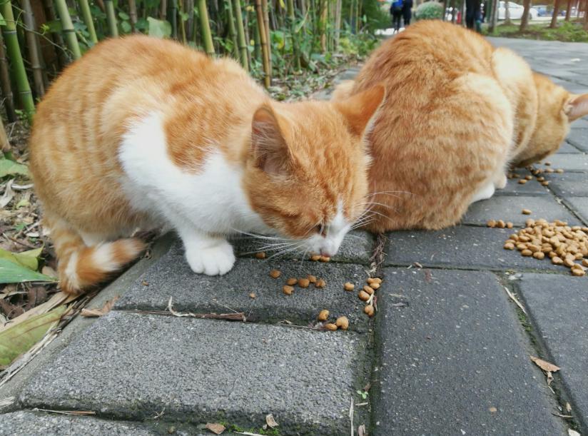 小公猫绝育有什么注意事项,绝育猫知识科普