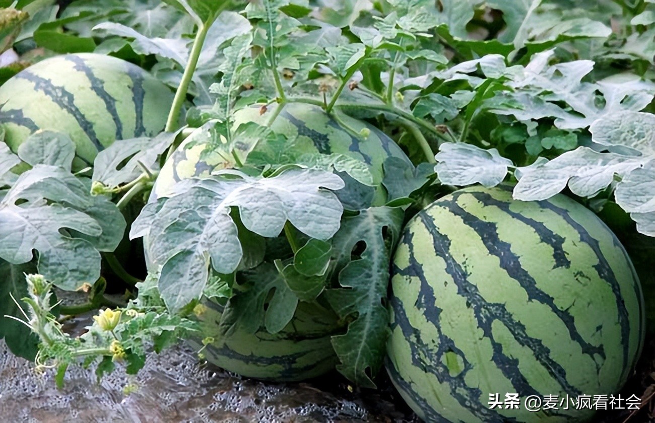 好坑！男子买西瓜遇“套路”，牌上写着1元1斤结账时1斤秒变1.6元