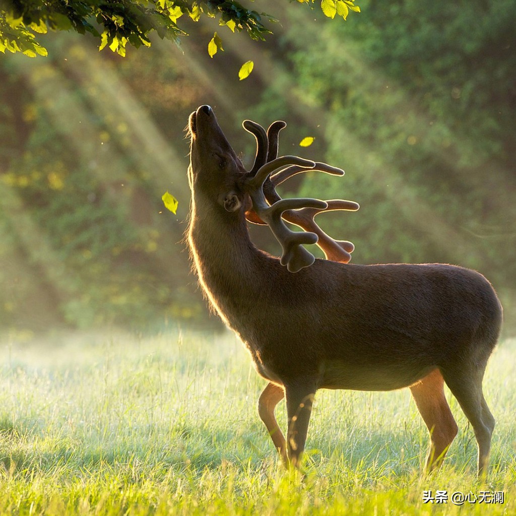 愿天下无“癌”：鼻咽癌患者，拒绝吃肉家人反对，半年后病毒清零