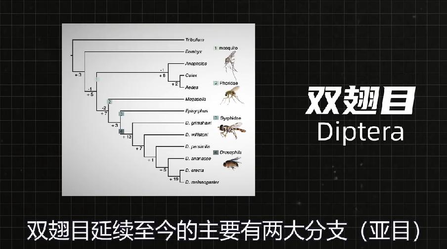 数学学习b站up主,小学数学基础b站up主推荐