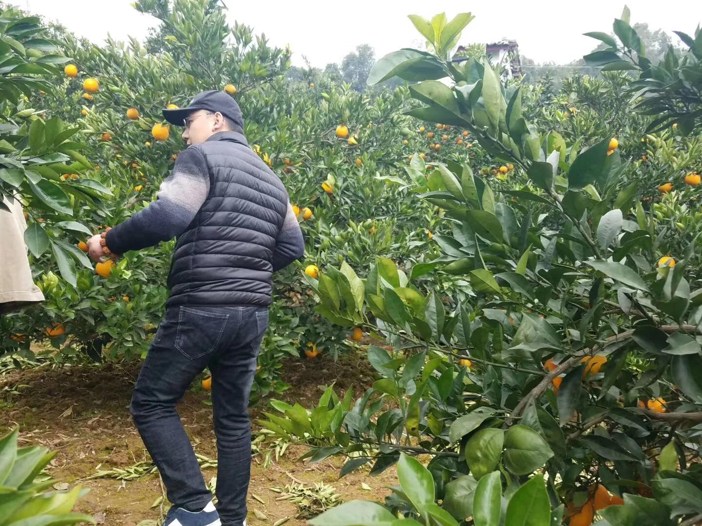 农村创业种植什么成本小,农村种植创业项目的10种常见骗局