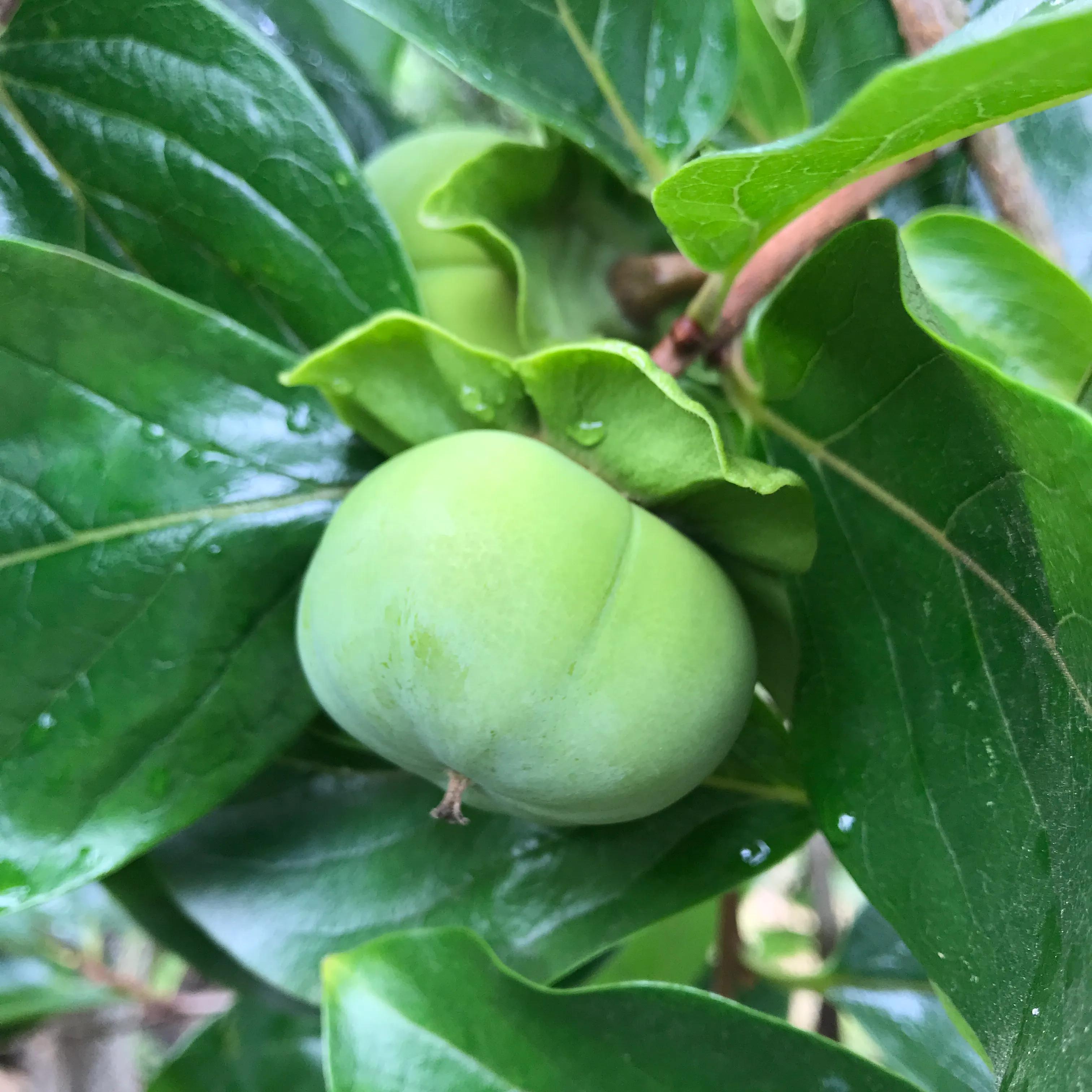 世外桃源山顶的隐居生活,山顶世外桃源