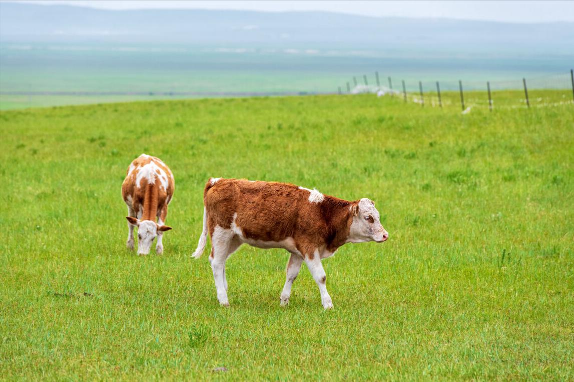 母牛特别瘦怎么喂养,母牛奶水不够母牛瘦需要喂什么