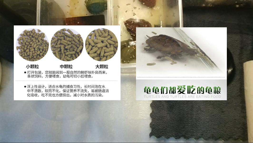 小甲鱼在家里的正确饲养方法,小甲鱼可以直接放鱼塘里养吗