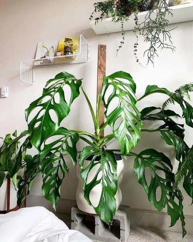 适合养在客厅好养活的绿植,十大最好养的客厅大绿植