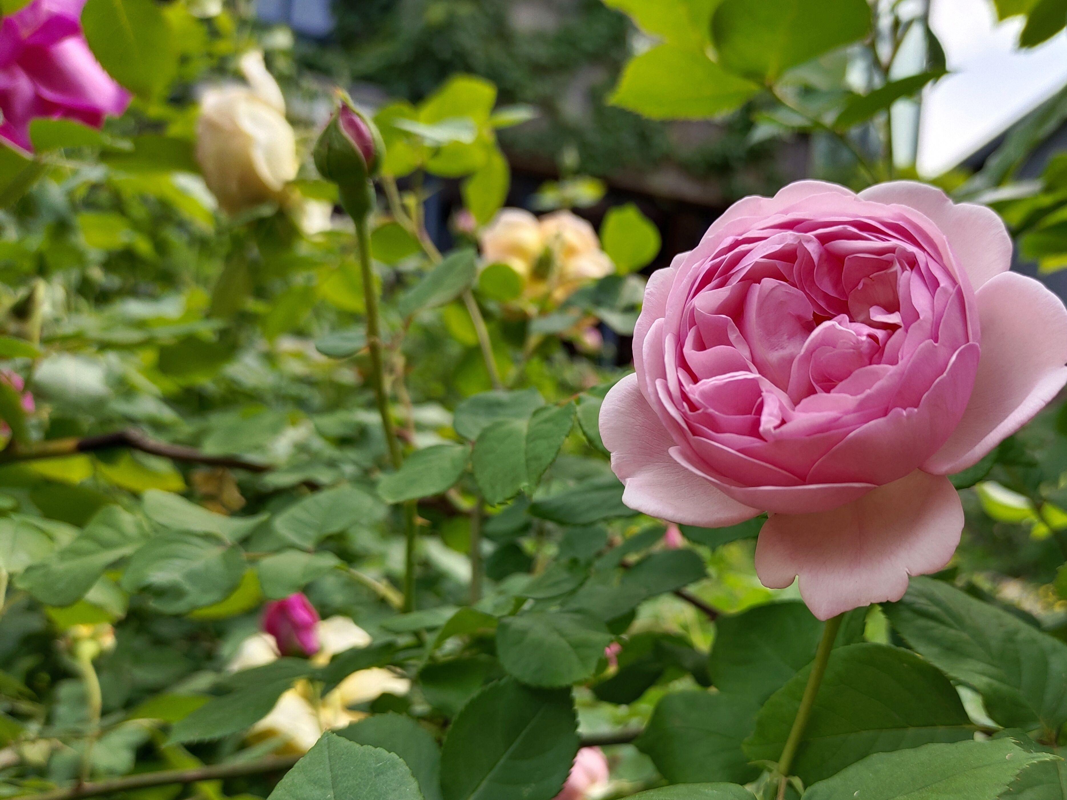 iqooneo6se要买最高配吗,iqooneo6se870是巅峰版吗