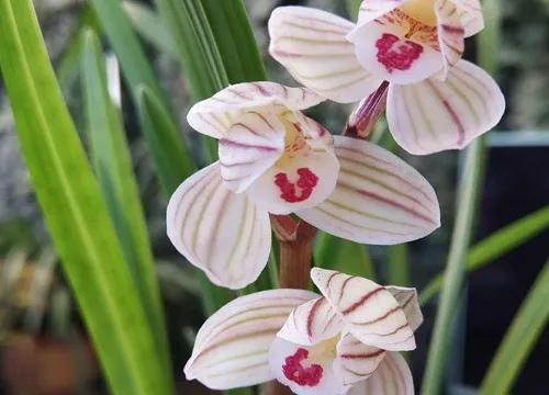 最美的100种兰花图片,欣赏一下最美的兰花