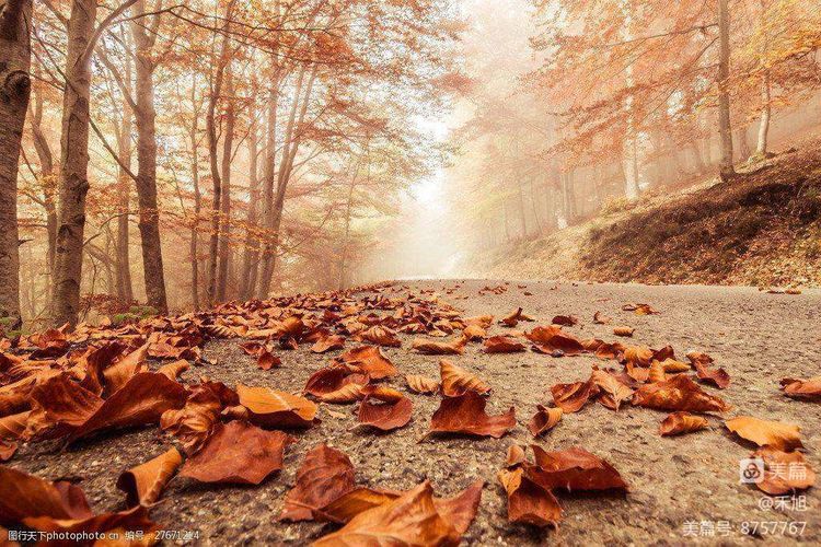 暮秋雅阁微刊第十八期