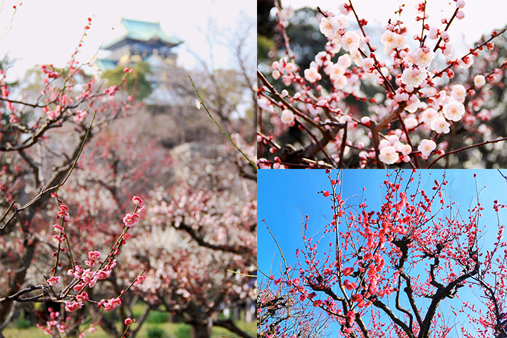 来大阪城梅林感受春天的到来