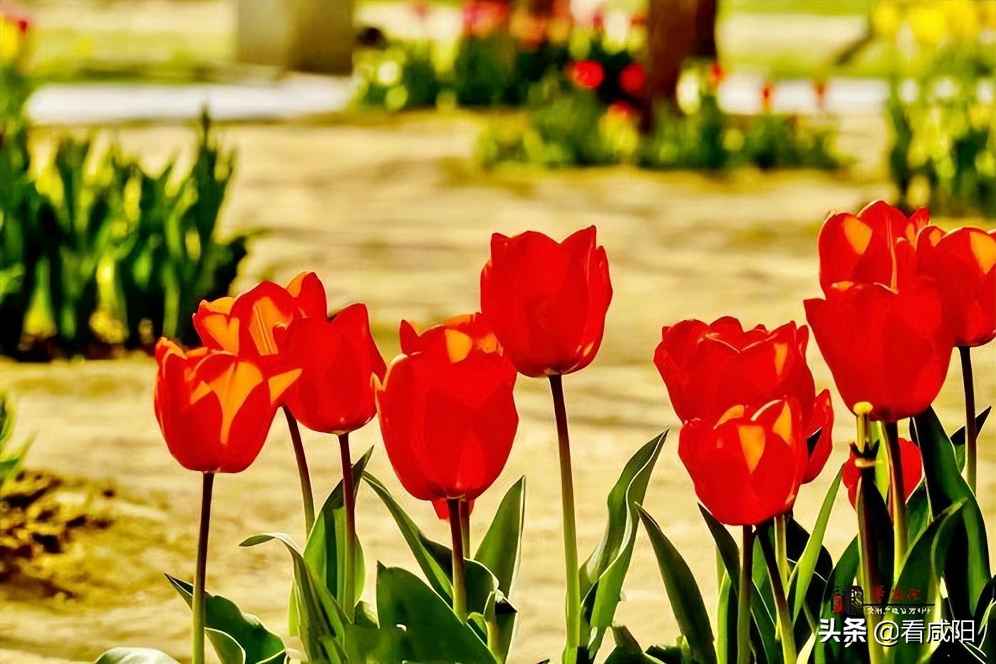 大美咸阳湖景区,大美咸阳