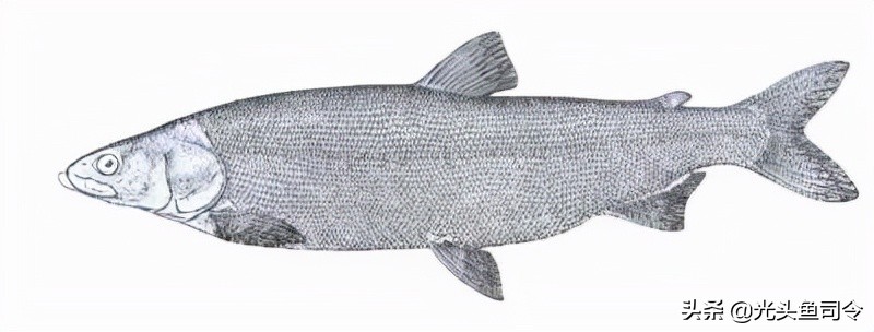 钓鱼钓到保护鱼种放了违法吗,钓鱼犯法的鱼类有哪些种类