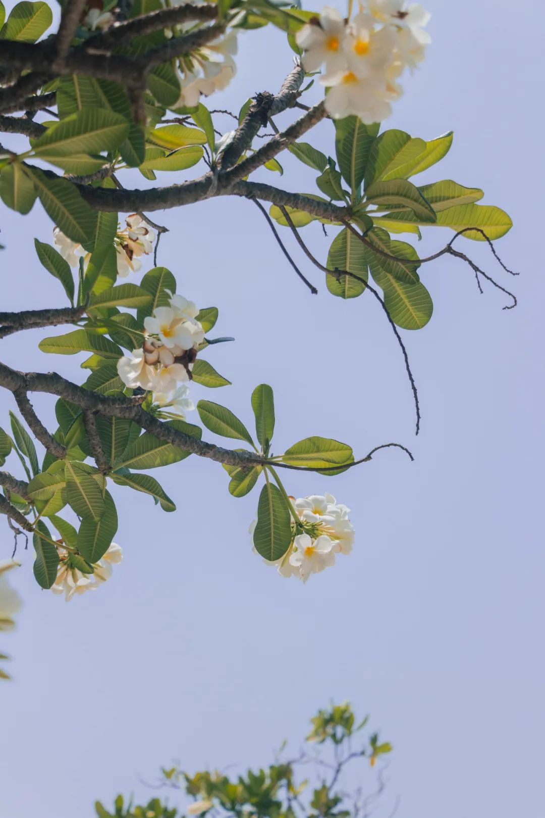 鍘绘嘲鍥芥浖璋峰拰鑺彁闆呯殑鏀荤暐,鍘绘嘲鍥界帺杞浖璋疯姯鎻愰泤