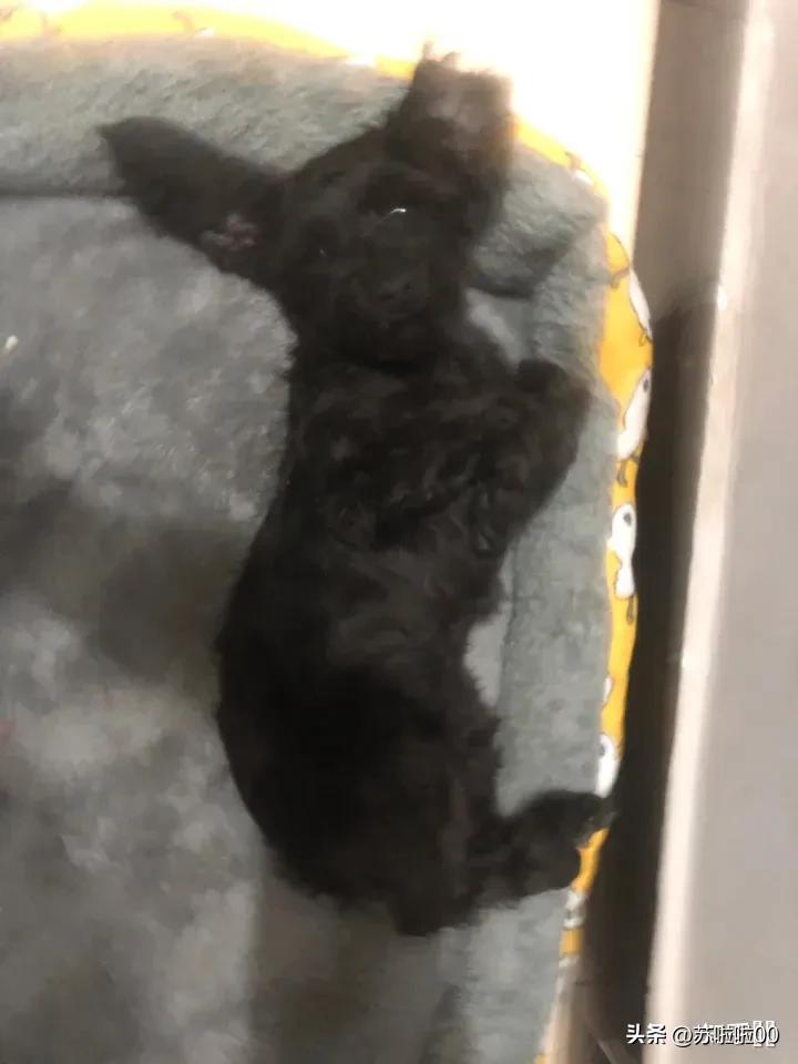 自闭症孩子父母过世孩子何去何从,有自闭症孩子家庭何去何从