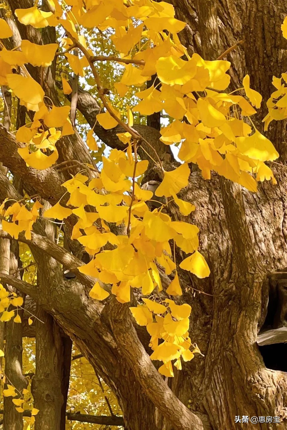 上海公园免费,上海免费公园排行