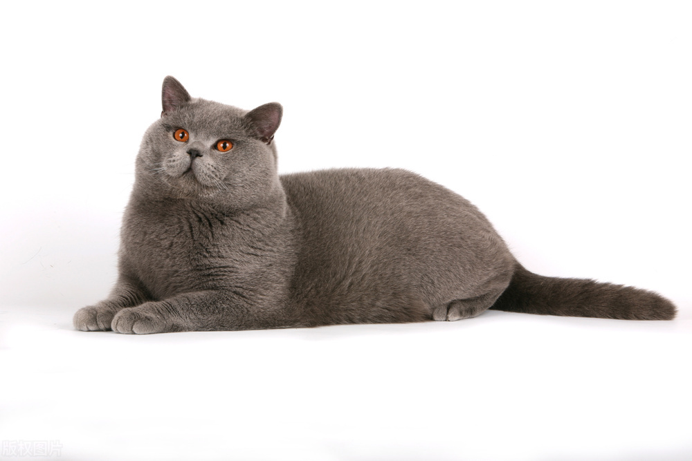 蓝猫会生出白灰色的猫吗,蓝猫和灰色的猫有什么区别