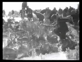 澳洲兔灾解决了吗,澳大利亚兔子危机怎么解决了