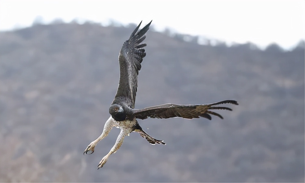 世界上最奇怪的十大鸟,世界上最恐怖的大鸟