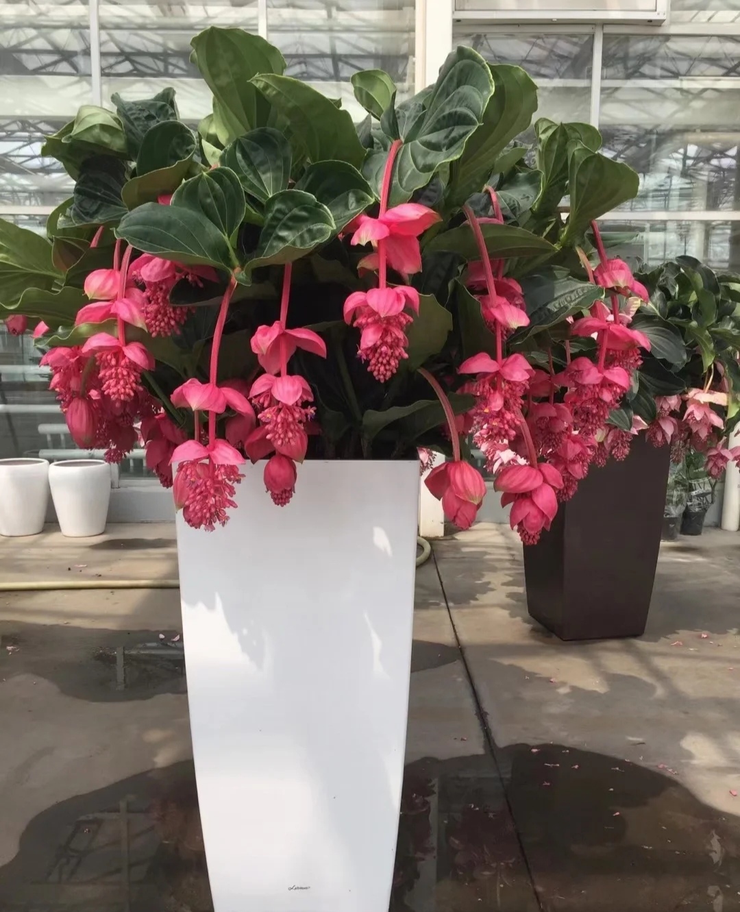 最美花王,花王宝莲灯