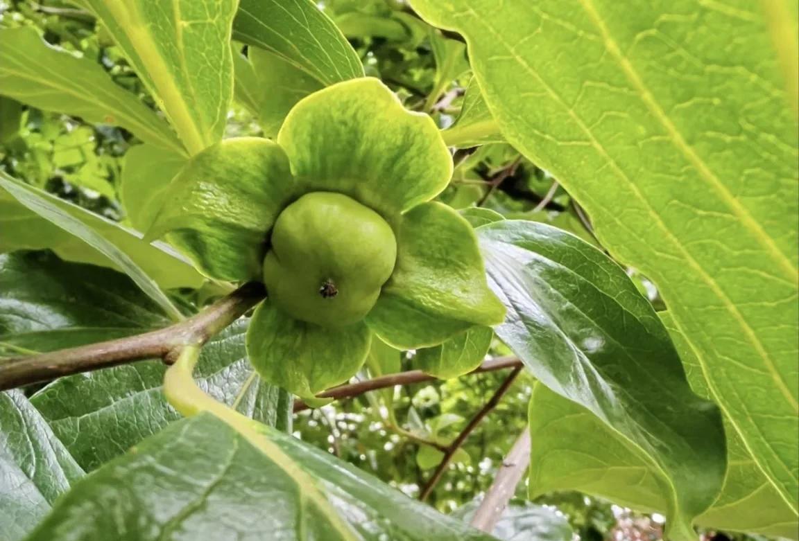柿子生长期如何防落果,柿子九月份的病虫害管理
