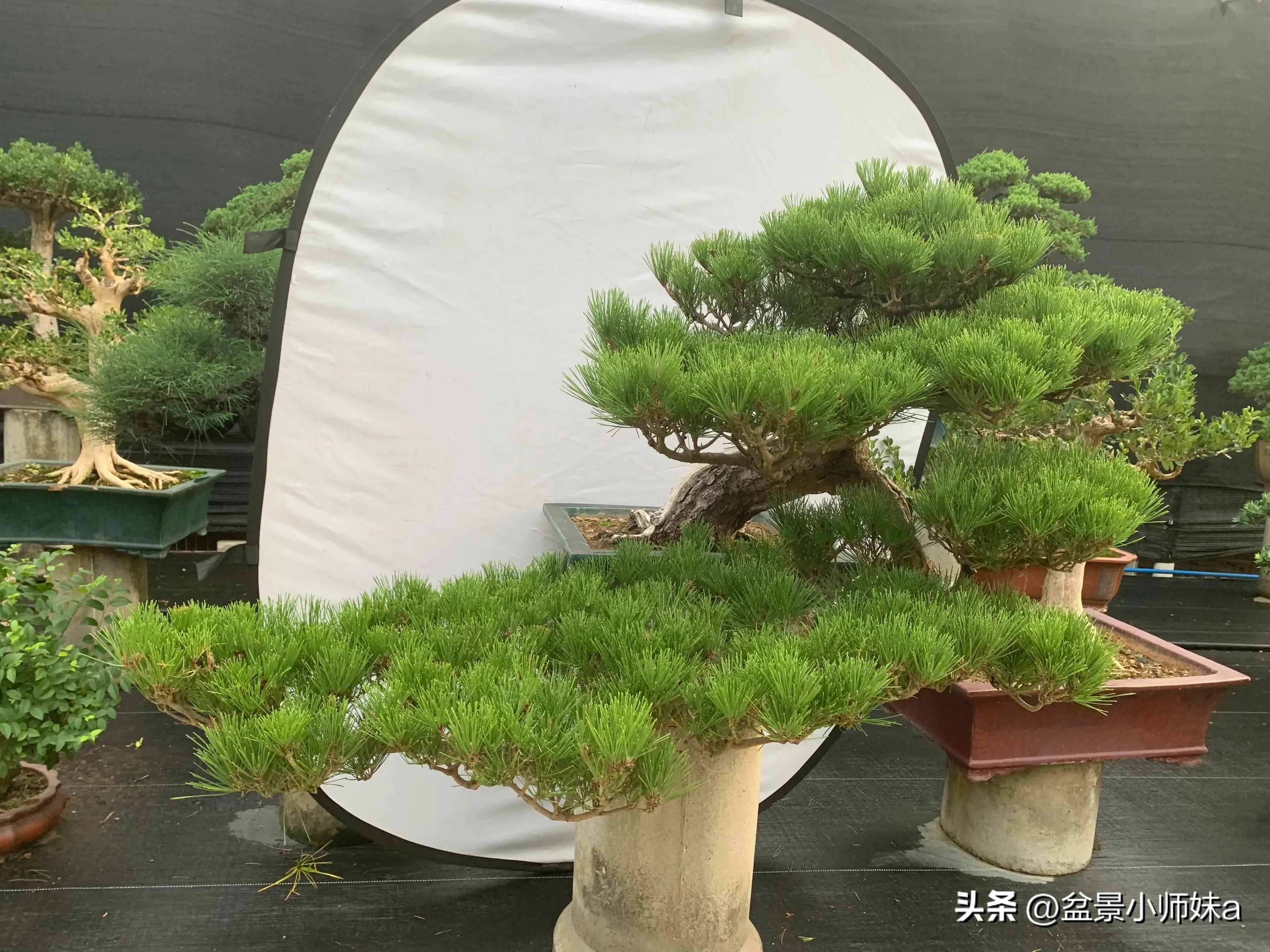 黑松盆景制作视频 (日本黑松盆景出售)