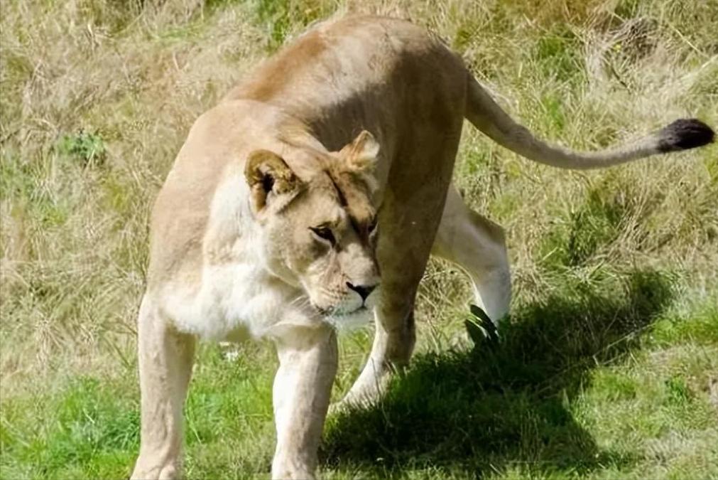 67岁老人闯入狮子园被狮子拖,男子误入狮子园狮口脱险