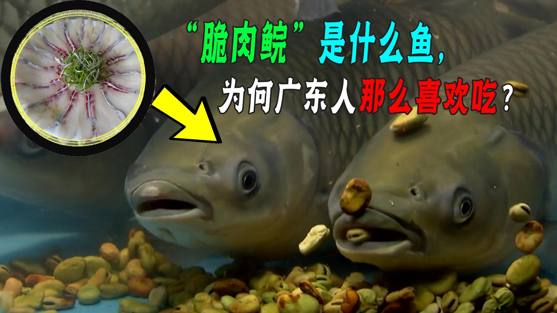 鲩鱼和脆肉鲩有什么区别,脆肉鲩除了草鱼还有其他鱼吗