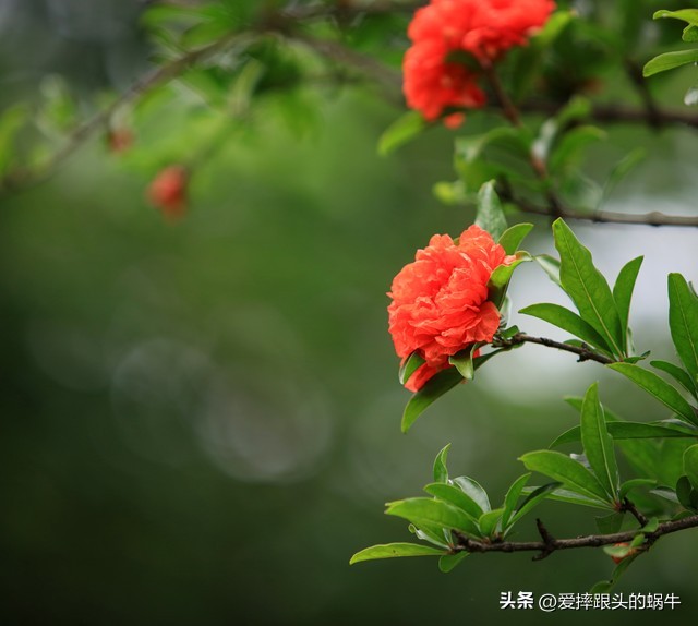 石榴花壁纸生如夏花,石榴花盛开的夏天