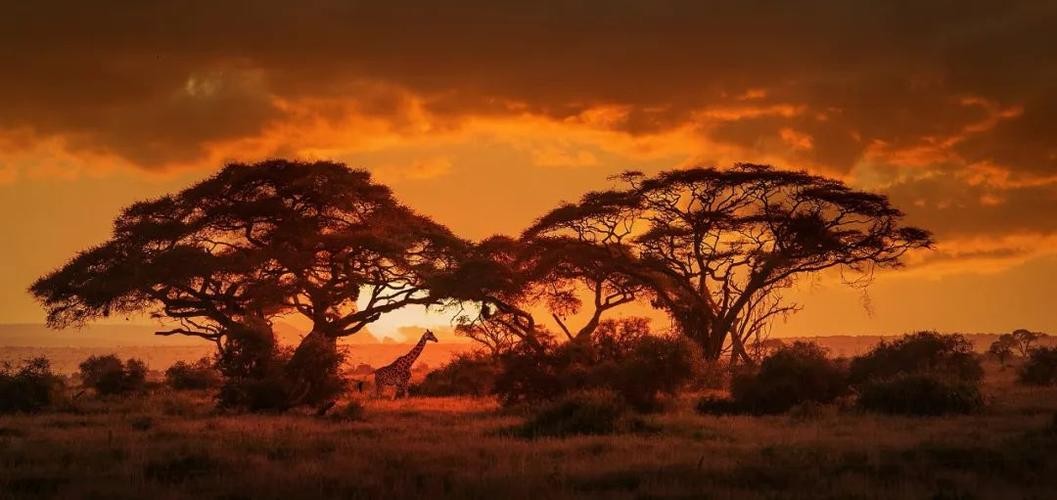 突破基因枷锁会怎样,普通马和斑马杂交是否可育