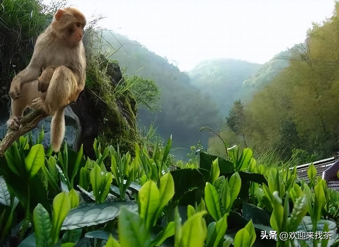 太平猴魁价格多少一两,东方甄选特级太平猴魁